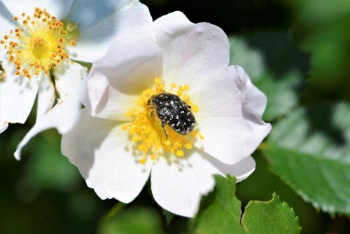 Oxythyrea funesta